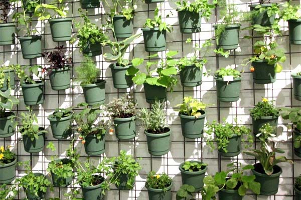 cultivando temperos horta-vertical