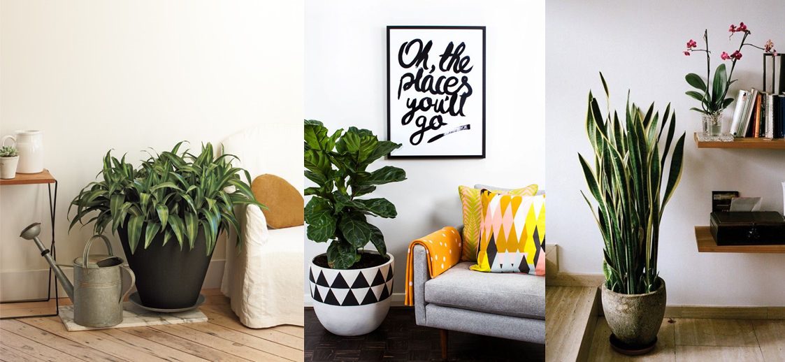 plantas em casa como destaque